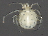  (Sperchon sp0993A - CNC-IMS090093.017)  @15 [ ] CreativeCommons - Attribution (2010) Unspecified Centre for Biodiversity Genomics