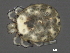  (Sperchon sp0993B - CNC-IMS090093.018)  @14 [ ] CreativeCommons - Attribution (2010) Unspecified Centre for Biodiversity Genomics