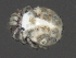  (Sperchon sp0993C - CNC-IMS090093.020)  @13 [ ] CreativeCommons - Attribution (2010) Unspecified Centre for Biodiversity Genomics