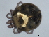  (Sperchon sp0993D - CNC-IMS090093.023)  @14 [ ] CreativeCommons - Attribution (2010) Unspecified Centre for Biodiversity Genomics