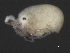  (Sperchon sp0933F - CNC-IMS090093.027)  @14 [ ] CreativeCommons - Attribution (2010) Unspecified Centre for Biodiversity Genomics