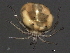  ( - CNC-IMS090093.035)  @11 [ ] CreativeCommons - Attribution (2010) Unspecified Centre for Biodiversity Genomics