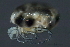  (Limnesia sp0988A - CNC-IMS090088.099)  @15 [ ] CreativeCommons - Attribution (2010) Unspecified Centre for Biodiversity Genomics