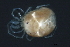  ( - CNC-IMS090088.110)  @13 [ ] CreativeCommons - Attribution (2010) Unspecified Centre for Biodiversity Genomics