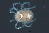  ( - CNC-IMS090088.121)  @11 [ ] CreativeCommons - Attribution (2010) Unspecified Centre for Biodiversity Genomics