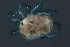  (Unionicolidae - CNC-IMS090088.123)  @15 [ ] CreativeCommons - Attribution (2010) Unspecified Centre for Biodiversity Genomics