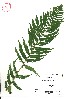  ( - VA21446)  @11 [ ] CreativeCommons - Attribution (2017) Icelandic Institute of Natural History Icelandic Istitute of Natunal History