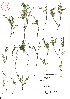  (Kalmia procumbens - VA21482)  @11 [ ] CreativeCommons - Attribution (2017) Icelandic Institute of Natural History Icelandic Istitute of Natunal History