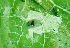  ( - NK249)  @12 [ ] Copyright (2014) Natalia Kirichenko Sukachev Institute of Forest SB RAS, Krasnoyarsk