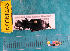  ( - NEONcarabid8243)  @13 [ ] Copyright (2010) National Ecological Observatory Network, Inc. National Ecological Observatory Network (NEON) http://www.neoninc.org/content/copyright
