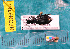  ( - NEONcarabid8367)  @13 [ ] Copyright (2010) National Ecological Observatory Network, Inc. National Ecological Observatory Network (NEON) http://www.neoninc.org/content/copyright