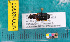  (Cymindis planipennis - NEONcarabid8500)  @13 [ ] Copyright (2010) National Ecological Observatory Network, Inc. National Ecological Observatory Network (NEON) http://www.neoninc.org/content/copyright