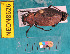  ( - NEONcarabid8626)  @13 [ ] Copyright (2010) National Ecological Observatory Network, Inc. National Ecological Observatory Network (NEON) http://www.neoninc.org/content/copyright