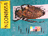  ( - NEONcarabid8658)  @14 [ ] Copyright (2010) National Ecological Observatory Network, Inc. National Ecological Observatory Network (NEON) http://www.neoninc.org/content/copyright