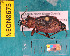  ( - NEONcarabid8675)  @14 [ ] Copyright (2010) National Ecological Observatory Network, Inc. National Ecological Observatory Network (NEON) http://www.neoninc.org/content/copyright