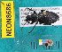  ( - NEONcarabid8686)  @13 [ ] Copyright (2010) National Ecological Observatory Network, Inc. National Ecological Observatory Network (NEON) http://www.neoninc.org/content/copyright
