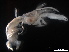  (Callichirus gilchristi - B17-PE1)  @11 [ ] Copyright (2019) Fiona MacKay Oceanographic Research Institute