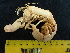  (Callichirus sp. 1 - B18-MPU)  @11 [ ] Copyright (2019) Fiona MacKay Oceanographic Research Institute