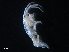  (Podocerus cf. pyurae - B21-C)  @11 [ ] Copyright (2019) Fiona MacKay Oceanographic Research Institute