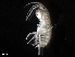  (Melita zeylanica - B22-I)  @11 [ ] Copyright (2019) Fiona MacKay Oceanographic Research Institute