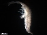 ( - B22-RAT1a)  @11 [ ] Copyright (2019) Fiona MacKay Oceanographic Research Institute