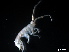  ( - B22-RAT2a)  @11 [ ] Copyright (2019) Fiona MacKay Oceanographic Research Institute