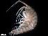  ( - B22-RAT2b)  @11 [ ] Copyright (2019) Fiona MacKay Oceanographic Research Institute