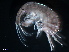  (Melita cf. alluaudi - B23-MLMa)  @11 [ ] Copyright (2019) Fiona MacKay Oceanographic Research Institute