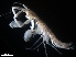  (Grandidierella cf. bonnieroides - B25-Uca)  @11 [ ] Copyright (2019) Fiona MacKay Oceanographic Research Institute