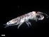  ( - B26-KBLN)  @11 [ ] Copyright (2019) Fiona MacKay Oceanographic Research Institute