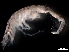  (Americorophium - B26-LS)  @11 [ ] Copyright (2019) Fiona MacKay Oceanographic Research Institute