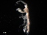  (Grandidierella lignorum - B27-C)  @11 [ ] Copyright (2019) Fiona MacKay Oceanographic Research Institute