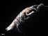  ( - B27-LS)  @11 [ ] Copyright (2019) Fiona MacKay Oceanographic Research Institute