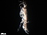  (Grandidierella sp. 1 - B28-I)  @11 [ ] Copyright (2019) Fiona MacKay Oceanographic Research Institute