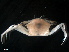  (Goneplacinae - B35-PE1)  @11 [ ] Copyright (2019) Fiona MacKay Oceanographic Research Institute