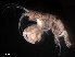  (Photis megacheles - B38-PEL2)  @11 [ ] Copyright (2019) Fiona MacKay Oceanographic Research Institute