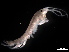  (Grandidierella sp. 2 - B48-SL)  @11 [ ] Copyright (2019) Fiona MacKay Oceanographic Research Institute