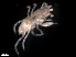  (Podocerus cf. brasiliensis - B49-MPU)  @11 [ ] Copyright (2019) Fiona MacKay Oceanographic Research Institute