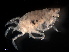  ( - B50-MPUf)  @11 [ ] Copyright (2019) Fiona MacKay Oceanographic Research Institute
