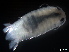  (Cirolana pustulosa - B55-MLM)  @11 [ ] Copyright (2019) Fiona MacKay Oceanographic Research Institute