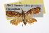  (Platynota xylophaea - CCDB-20276-H05)  @13 [ ] CreativeCommons - Attribution (2013) Andrew J. Frewin Centre for Biodiversity Genomics