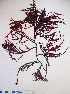  ( - MS-CB004)  @11 [ ] CreativeCommons - Attribution Non-Commercial (2010) Clara Bertuccio Phycological Lab - University of Messina, Italy