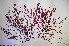  ( - CB303)  @11 [ ] CreativeCommons - Attribution Non-Commercial (2010) Clara Bertuccio Phycological Lab - University of Messina, Italy