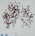  ( - CB362)  @11 [ ] CreativeCommons - Attribution Non-Commercial (2010) Clara Bertuccio Phycological Lab - University of Messina, Italy