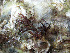  ( - SACOM001)  @11 [ ] CreativeCommons - Attribution Non-Commercial (2010) Marina Morabito Phycological Lab - University of Messina, Italy