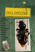  ( - NEON.BET.D01.000258)  @13 [ ] Copyright (2013) Cory Ritz National Ecological Observatory Network (NEON) http://www.neoninc.org/content/copyright