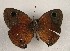  ( - WI-JAG-1003)  @12 [ ] Copyright (2013) by-nc-sa Caribbean Natural History Group