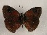  ( - WI-JAG-1004)  @12 [ ] Copyright (2013) by-nc-sa Caribbean Natural History Group