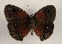  ( - WI-JAG-1006)  @12 [ ] Copyright (2013) by-nc-sa Caribbean Natural History Group