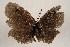  ( - WI-JAG-1008)  @12 [ ] Copyright (2013) by-nc-sa Caribbean Natural History Group